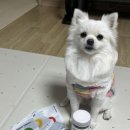 원기내 | 원기회복 간식으로 딱 좋은 제로트릿 북어트릿 강아지 다이어트 간식 후기