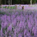 UR(영천시)-[천문로]-하-6 | 영천 가볼만한곳 자천리 오리장림 맥문동 개화시기 주차