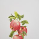 색연필 식물 세밀화 이미지