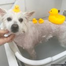 화사하개 이미지