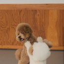 오늘도 신나개 이미지