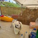 도그문(DOG MOON) | 함덕해수욕장 반려동물 수영장 '함도그비치' 오픈! 오리배 타고 온 솔직 후기 (위치·요금 정리)