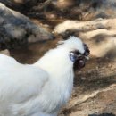 영월동물복지농장 이미지