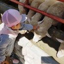 도윤목장 이미지