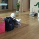 펫 게스트하우스 이미지