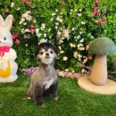 개르띠에 | 천연아로마스파로 피부도 반짝! 창원애견미용 개르띠에 후기