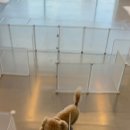 멍스쿨 전주애견유치원 애견호텔 이미지