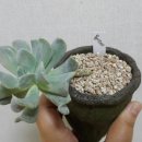 마녀의화원 이미지