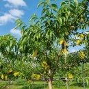 홍양농장 이미지