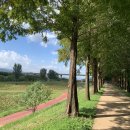 메타세콰이어 화장실 이미지