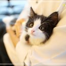 남양주 애견샵 이미지