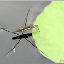 소금쟁이 이미지