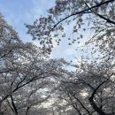 도당 공영 주차장 | 부천 도당산 벚꽃축제(4월개화현황,정보,주차장,위치)
