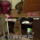 [TV 동물농장] 아기의 최애 고양이, 복순이 이미지