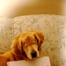 웃는강아지 이미지