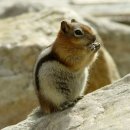 다람쥐가 이미지