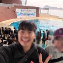 돌고래와펭귄 | 카이쿄칸 시모노세키 수족관에서 구경한 돌고래와 바다사자 쇼 (방문, 입장 꿀팁)