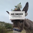 상승농장 | [이천 아이와 가볼 만한 곳] 동키스타즈, 미스터...농장 출연한 강아지 산책 체험 후기 (주차, 시간...