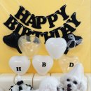 놀러오개 애견유치원 애견호텔 수원세류점 이미지