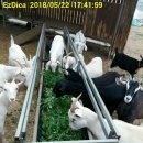 분홍염소 이미지