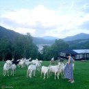 세곡목장 이미지