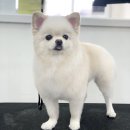 변신하개 이미지