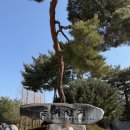 솔뫼성지 소나무 | 천주교 신자가 아녀도 당진 가볼만한 곳 솔뫼성지