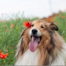 스마트독까페 이미지