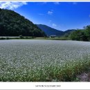 메밀꽃필무렵 이미지