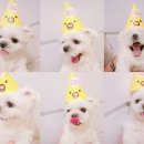 견생일기 이미지