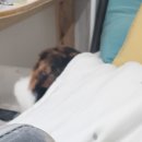 세림동물병원 | 부평구청 동물병원 고양이 종합백신 곰팡이 광견병 접종