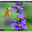 블루세이지 이미지