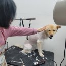 THE DOG SALON 이미지