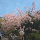 (주)천안고속모터스 | 천안 겹벚꽃 명소 ! 천안 각원사 벚꽃 보고 왔어요.