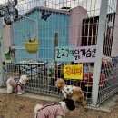 호야별 애견유치원 이미지