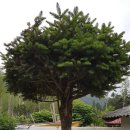 별이네 편백나무 독채 이미지