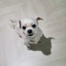 알로하 동물병원 이미지