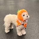 스트롱라인 면목점 이미지