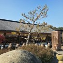 익산 고스락 Daum카페