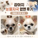 생각자국 | 강아지 눈물자국 없앤 후기, 옥동이 눈물자국 관리 루틴 내돈내산
