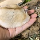 달펫 소동물샵 이미지