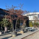 수지농장 | 고기리 농장 방문기 / 베르그포터 화분 구경