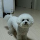 파우 동물병원 이미지