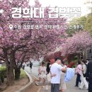 경희대학교 | 수원 용인 겹벚꽃 명소 경희대학교 국제 캠퍼스 실시간 만개 후기