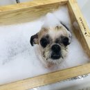 꼬몽그루밍 이미지