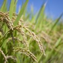 농업법인(주)참 이미지