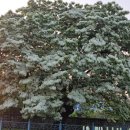 나무의꿈 이미지