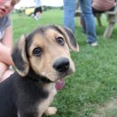 강아지산책 이미지