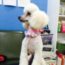 클라라애견 이미지