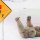 미련곰탱이 이미지